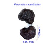 Ferocactus acanthodes, Anza Borrego, Ca. USA PR.jpg